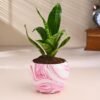 Snake Plant In Pink Printed Pot
