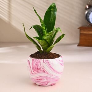 Snake Plant In Pink Printed Pot