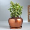 Elegant Jade Plant In Copper Orchid Metal Pot
