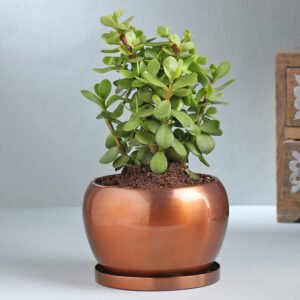 Elegant Jade Plant In Copper Orchid Metal Pot