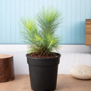 Elegant Jade Plant In Copper Orchid Metal Pot